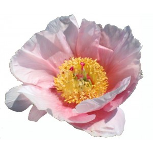 Peonija  `Soft Salmon Saucer`